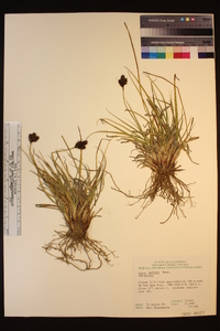 Carex helleri image